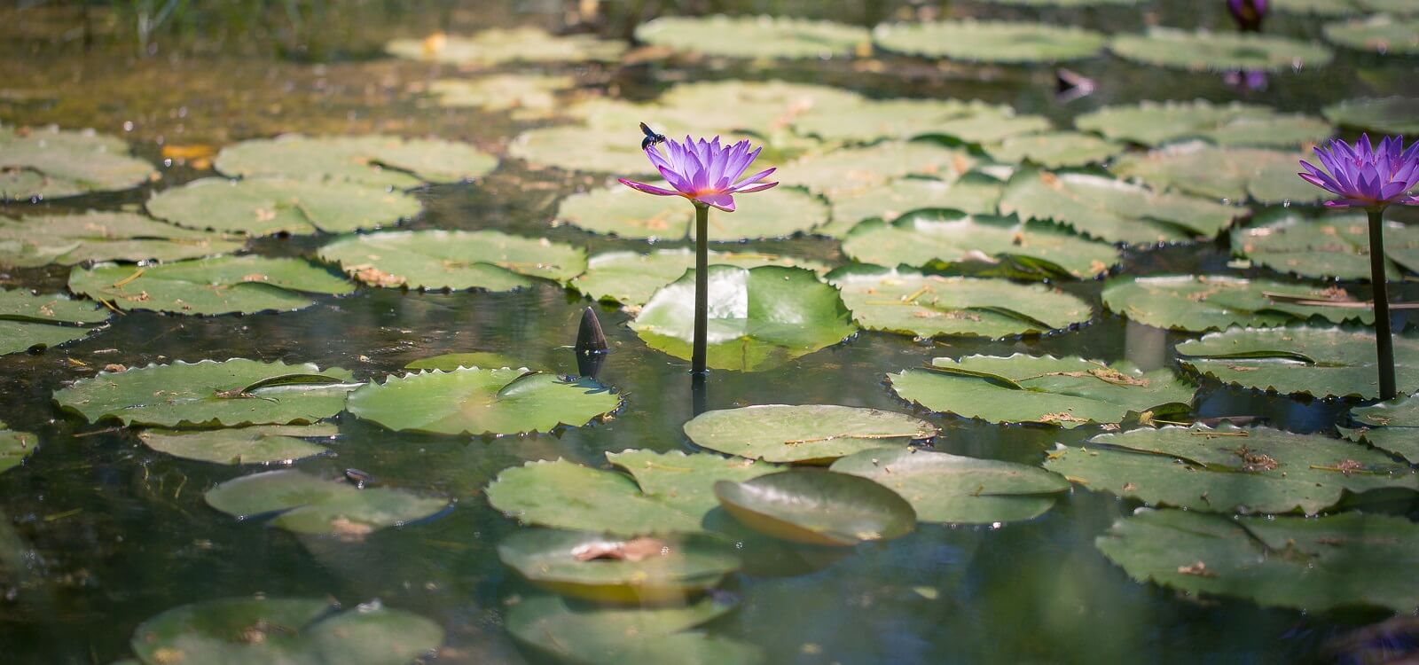 Water Bodies