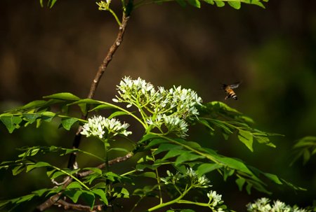 flora